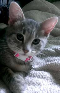 10513484_1519254318312244_7912926731774850271_n